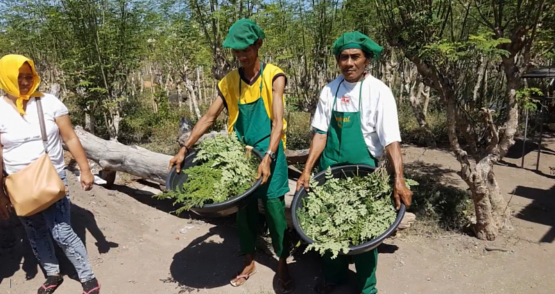 Není Moringa jako Moringa, jak poznat tu kvalitní?